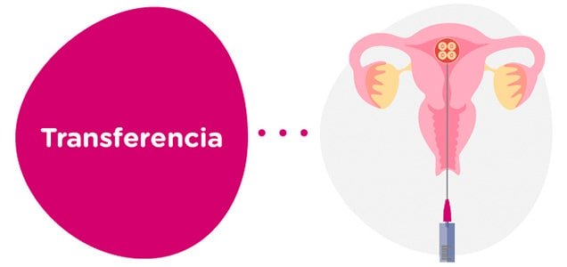 Transferencia de embriones