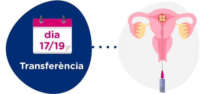 Transferència d’embrions