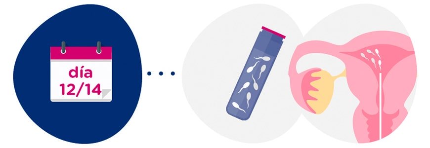 Preparación muestra de semen + inseminación