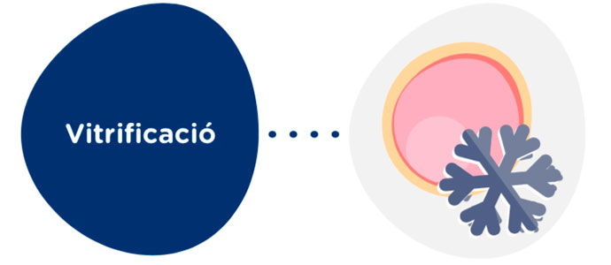 Vitrificació d’òvuls