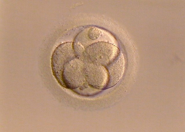 1404 fertilized-egg-267976_640
