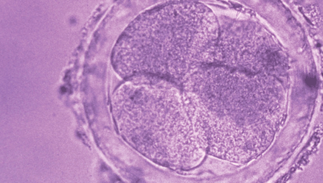 oocytes
